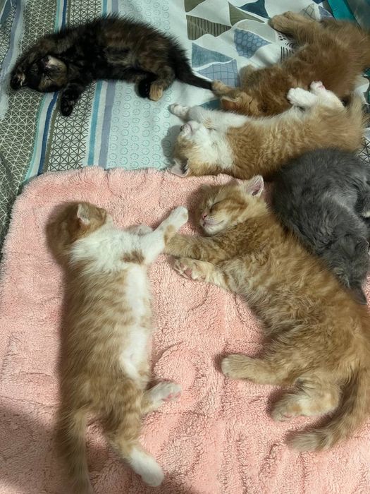 Zotli mushuk oyinqaroq latok billadi yahshi yosh bollasi borla yozmela