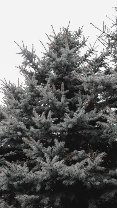 Ель голубая