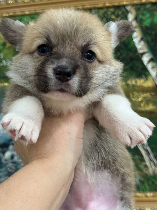 Шикарные малыши вельш корги