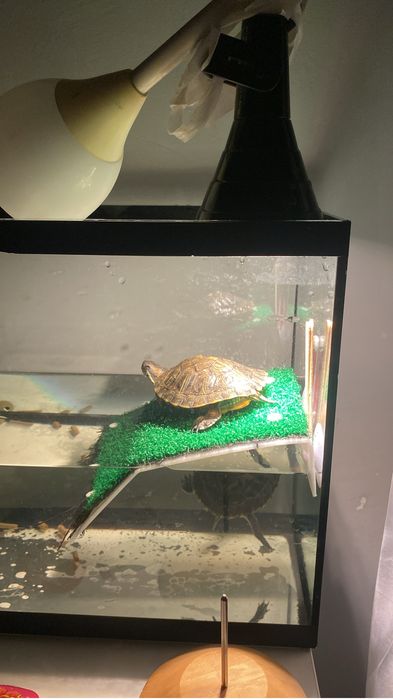 отдам черепашек