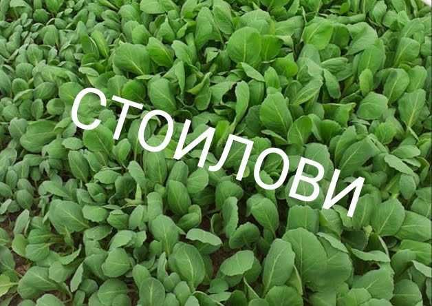 Разсад зеле Кьосе Балкан  и др.