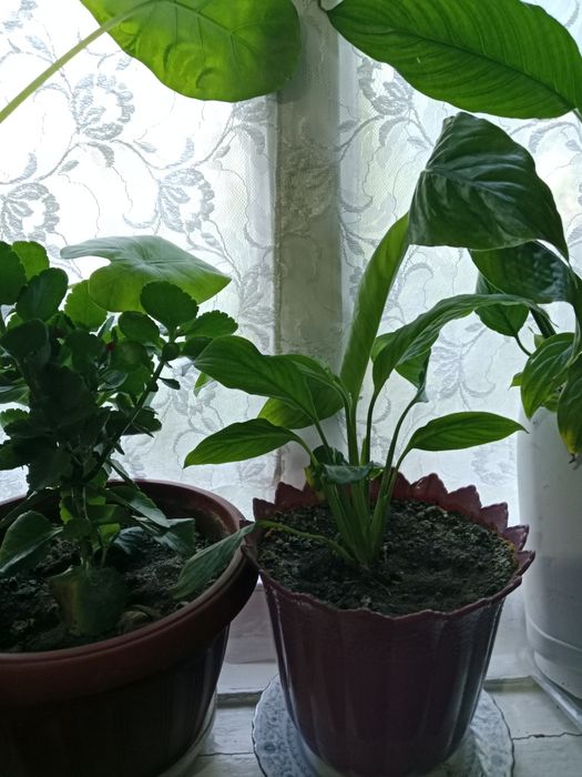 Продам цветы от 500 до 2500