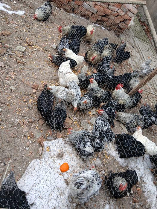 Vand sau schimb Cocosi cochinchina pitik