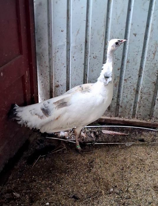 Femela matură de paun Silver Pied-Dark  !