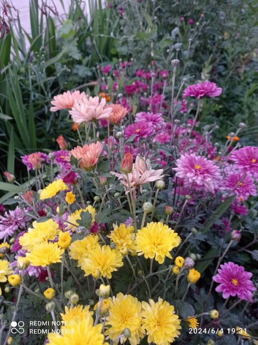 Россиядан келтирилган сортли гуллар бор сотувга