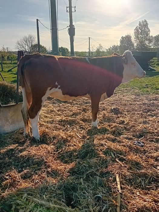 Vand juninca baltata din linie bună de vaci de lapte