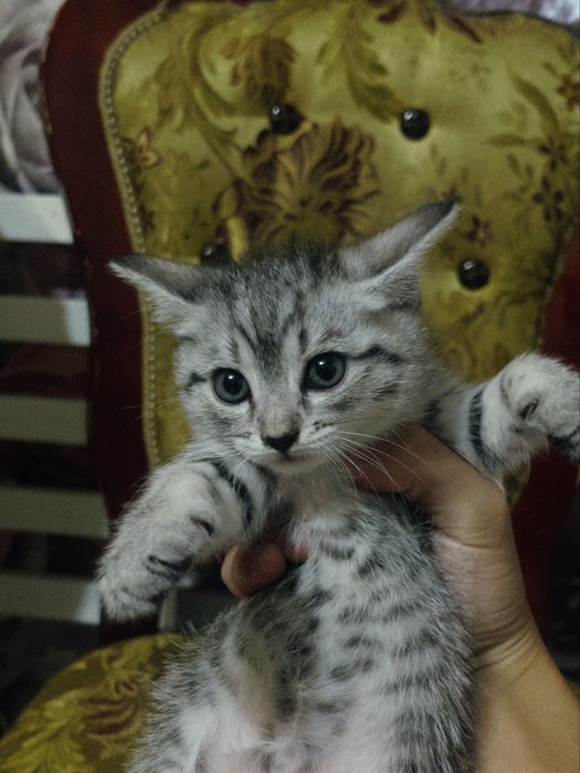 Отдам в добрые руки маленьнких котят