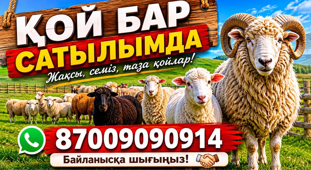 Продаю баран Сатылымда қой!!! Семіз