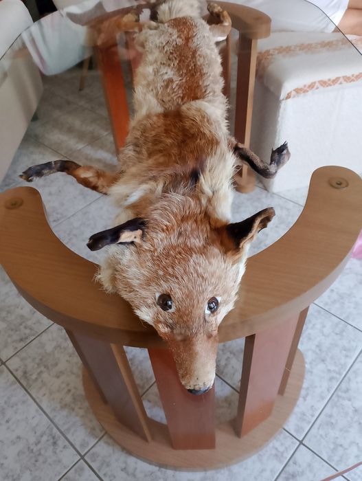 Лисича дамска яка