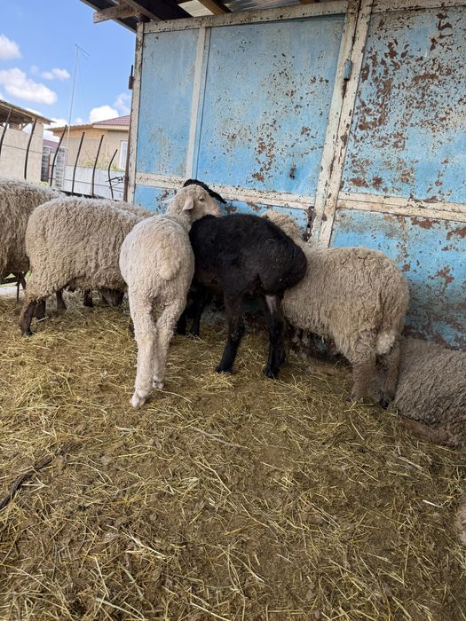 Бараны откорм  жирные