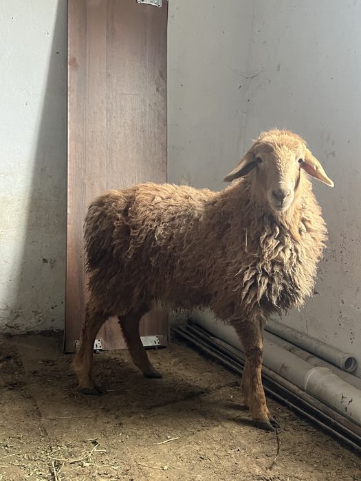 Откормда турган токтылар