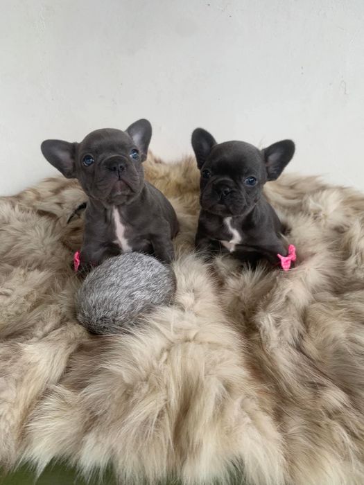 Френски сини булдоци момиче и момче