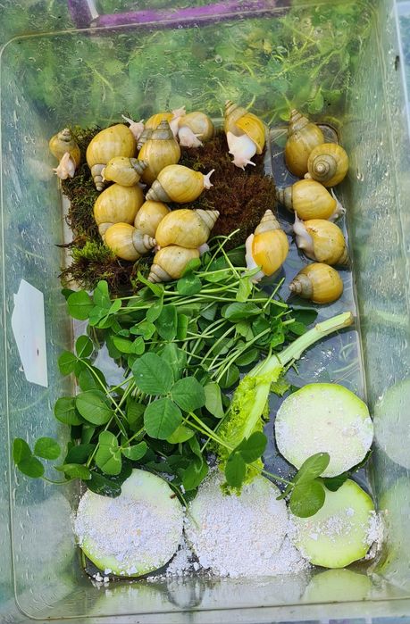 Улитки ахатины родация альбино