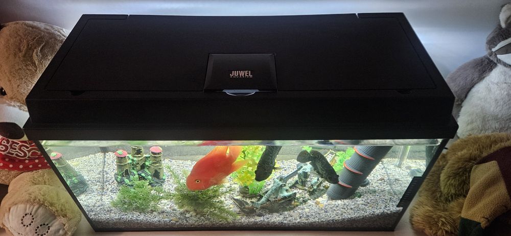 Vand acvariu complet