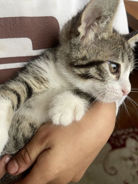 Кошка   хорошая