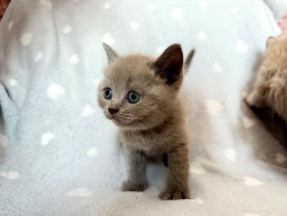 Котята  Кошки  Британские