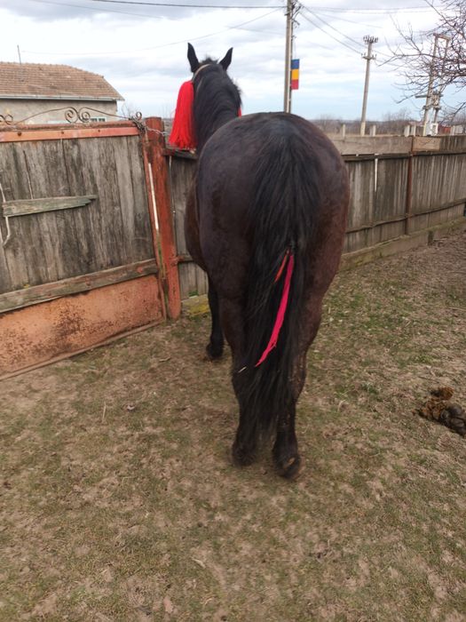 Vind urgent cal castrat