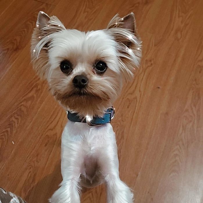 Продам щенков породы Йоркширский терьер Мини