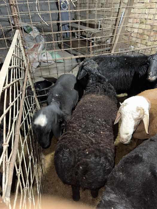 Qoʻchqorlar qoyla 135000 mindan kilosi