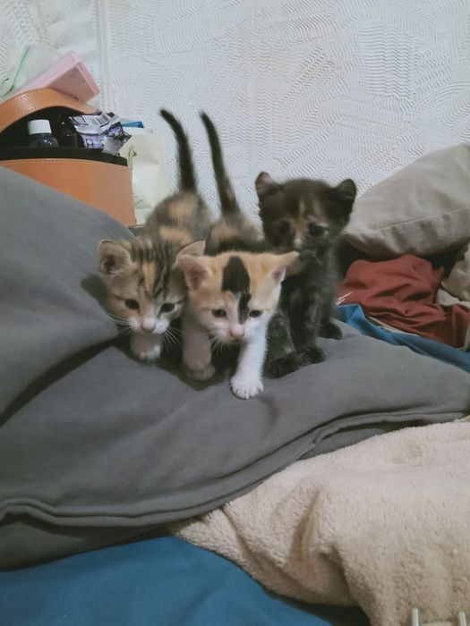 Котята бесплатно