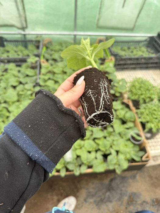 Разсад краставици