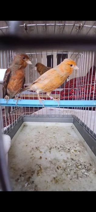 Тайор канарейка модалар 200 мингдан