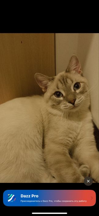 Отдам в добрые руки бесплатно