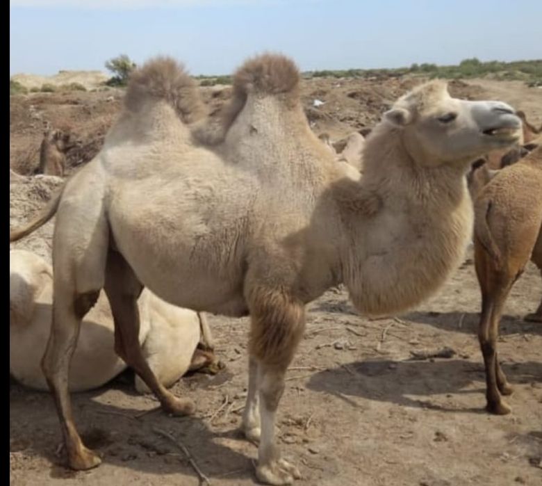 Түйенің еті сатылады