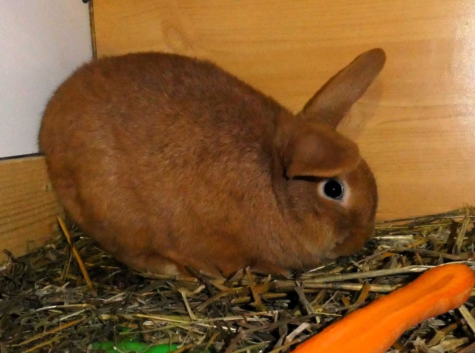 Iepuri berbec pitic rosu