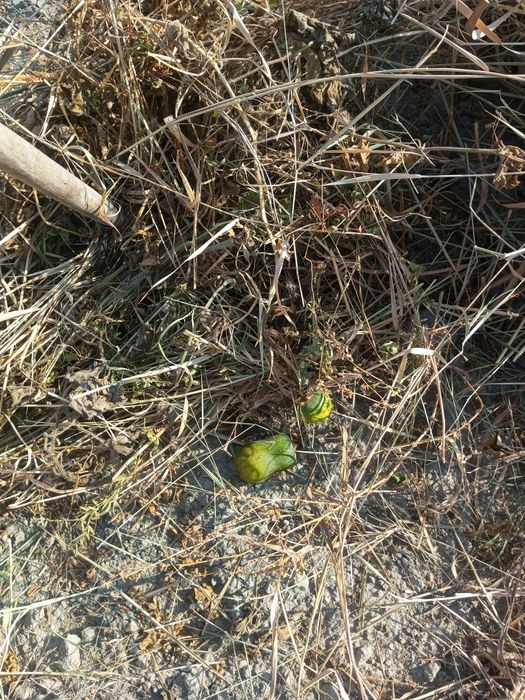 Мол ва куйлар учун Хашак пресс сотилади