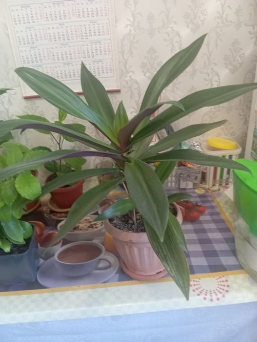 Продам комнатные цветы