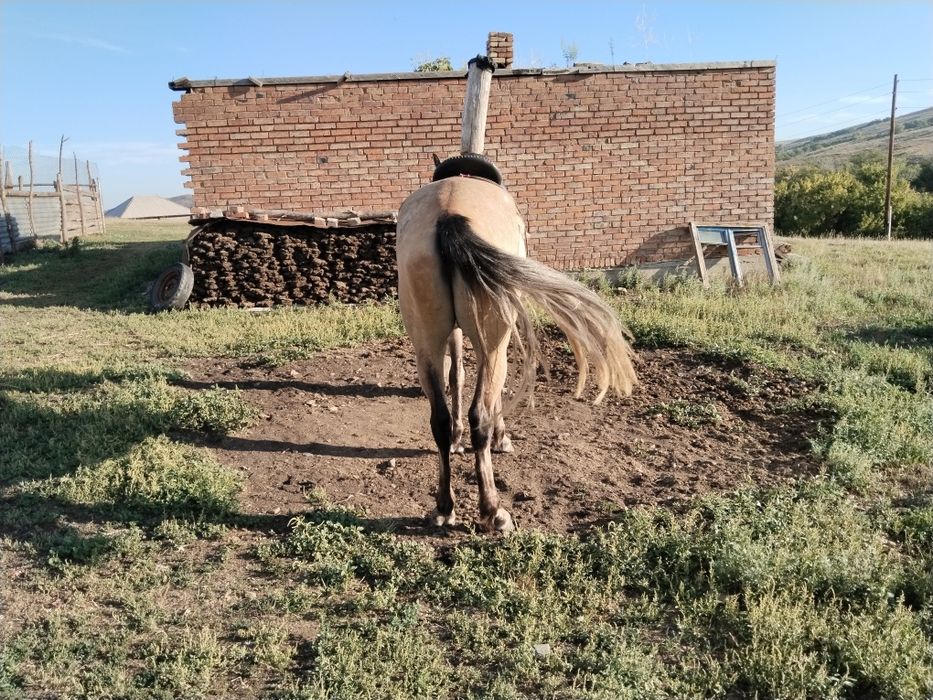 Продам коня молодого рабочего коня