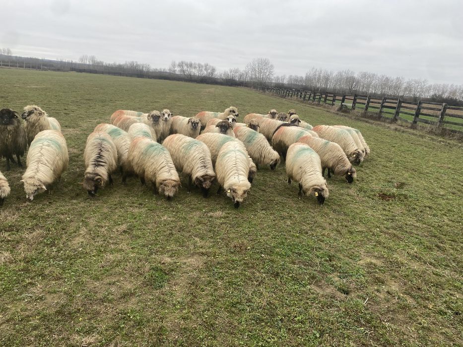 Vand oi sau schimb cu vitei