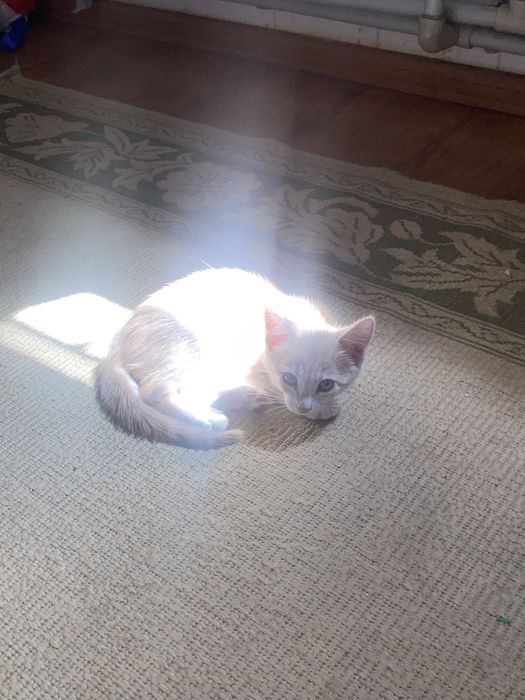 Котенок ищит дом