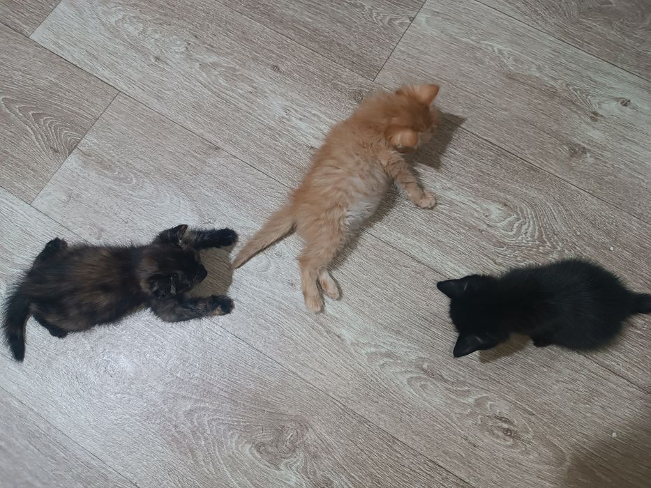 Очаровательные котята: 2 месяца — 2 мальчика и 1 девочка!

Ласковые, и