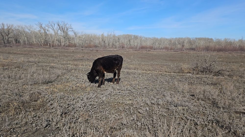Продам Бычка 10 месяцев