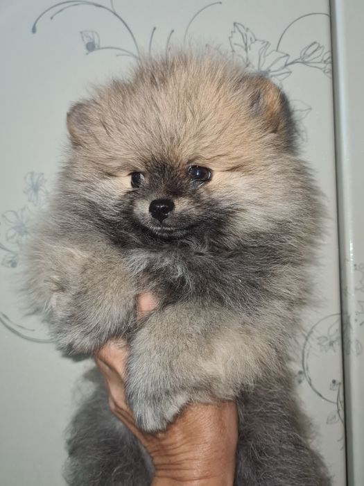 Померанский шпиц