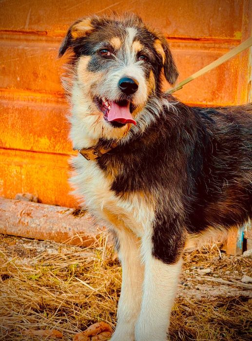 Собакам нужен дом!