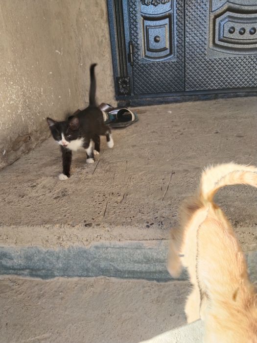 Кошки малчик 3 шиук