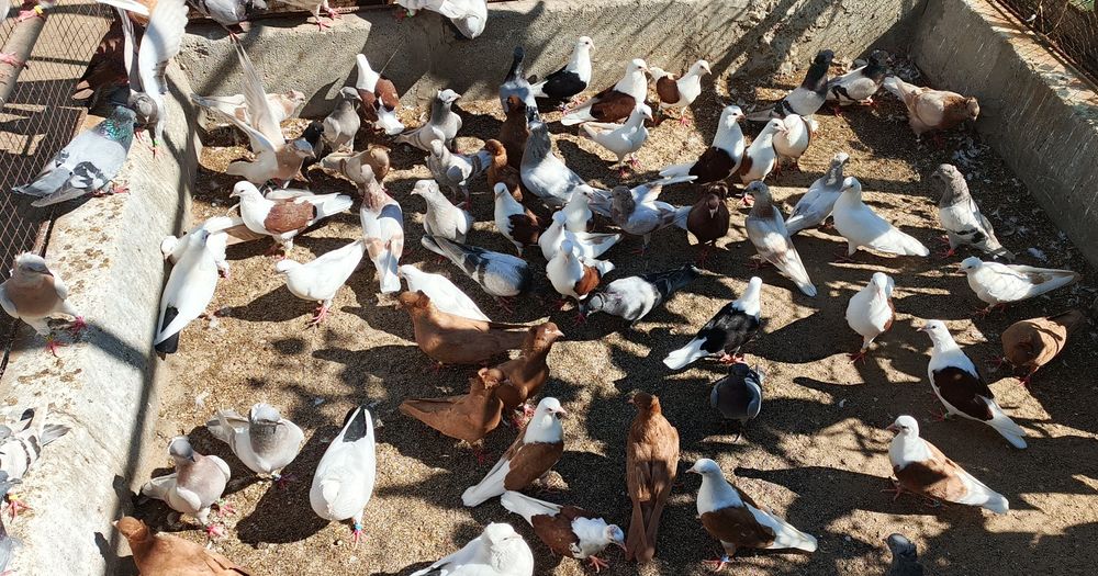 Бакинские голуби