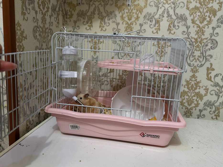 Продам Сирийский хомяк