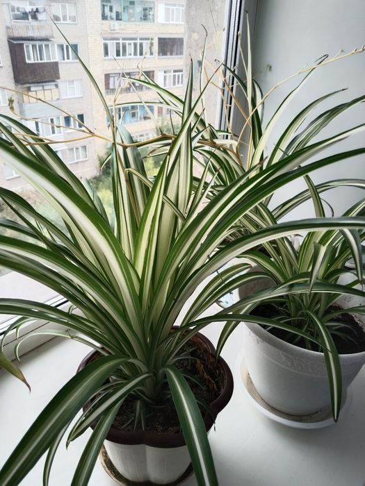 Хлорофитум комнатный