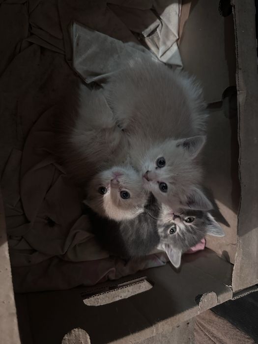 Отдам котят в добрые руки