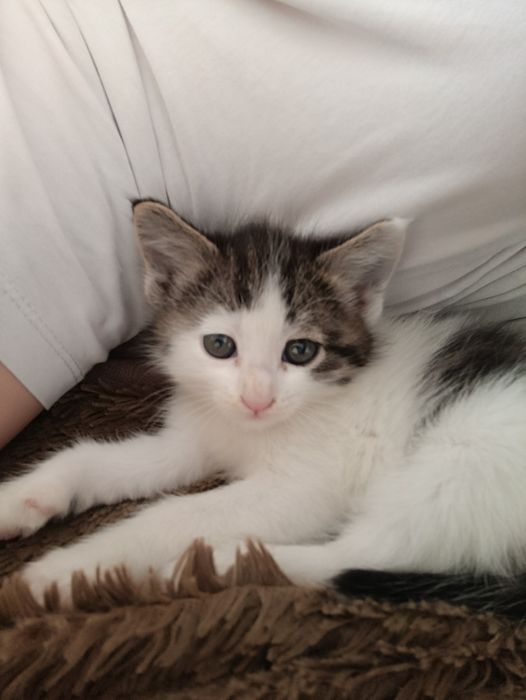 Отдам в хорошие руки котенка ..