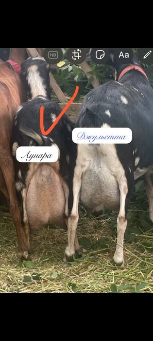 Продам Камори-нуб