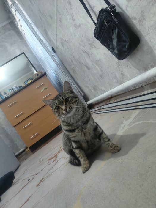 Отдам кошку (девочка) в хорошие руки!