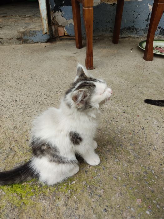 котята два месяца