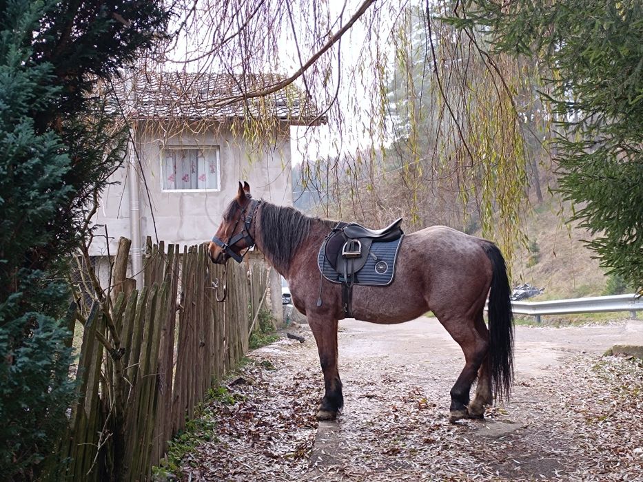 Vând cal echitație