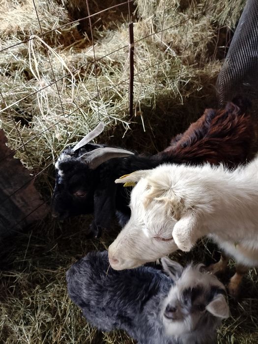 Теке боралдайда басқа қаладан жазбай ақ қойыңдар