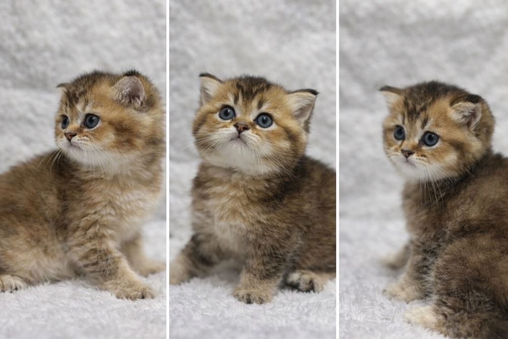 Очаровательные британские золотистые котята ждут любящую семью